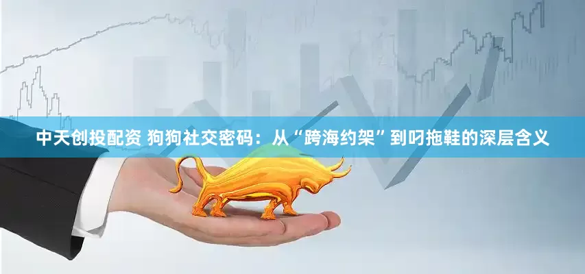 中天创投配资 狗狗社交密码：从“跨海约架”到叼拖鞋的深层含义